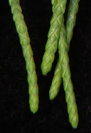 Image result for Cupressus torulosa