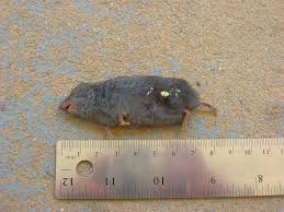 Image result for Blotiella currorii