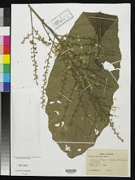 Image result for Monosis conferta