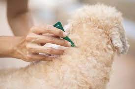 Should you give them an extra dose to keep things. How Long After Flea Treatment Can I Bathe My Dog