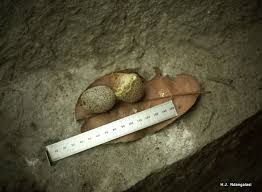 Image result for Parinari excelsa