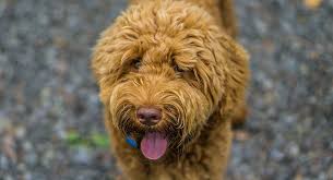 Gorgeous red, apricot, black, merle, chocolate, and tricolor mini goldendoodles and standard goldendoodle pups for sale. Red Labradoodle Is This The Perfect Puppy For You