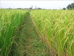 Adalah padi yang ditanam di tegal/kebun/ladang atau huma. Anim Agro Technology Ipm Untuk Tanaman Padi