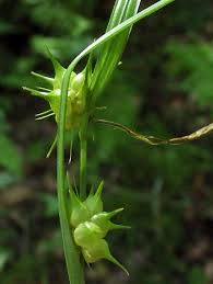 Image result for Xyris capnoides