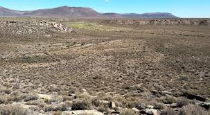 Image result for Plinthus karooicus