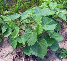 Image result for Abutilon indicum