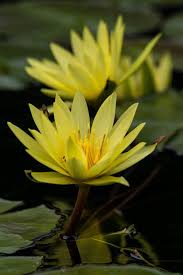 Recensisci per primo aqua lumo fiori acquatici cm 9,5×6,5×12,5 annulla risposta. Fiori Gialli Acquatici