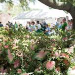 35th Annual Caladium Festival