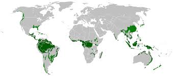 Most of this rainforest is located in pacific new guinea with a very small portion of the forest in the northeast of australia. Rainforest Energy Education
