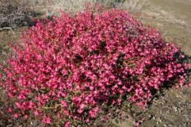 Image result for Hermannia parvula