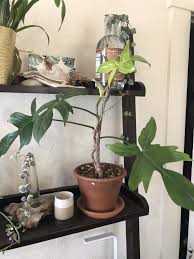 Maybe you would like to learn more about one of these? How To Care For Philodendron Florida Ghost Garden Crafted