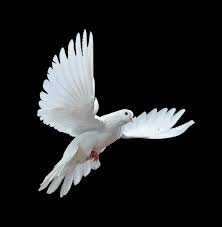 What Animal Represents Hope Google Search Birds Flying White Pigeon Bird