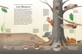 But while the cicadas have prime number life cycle such as 7 or 11. Brood X Cicadas Are Emerging At Last Scientific American