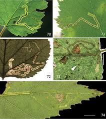 Image result for Phyllonorycter leucographellus