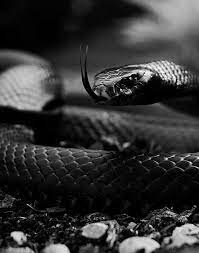 Chroniken Des Blutes Und Absinth Black Mamba Snake Mexican Black Kingsnake Snake