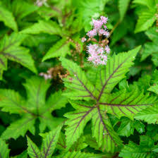 Image result for Vernonia filipendula