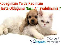 Maltepe Veteriner Acil 7 24 Acik 0216 305 3508