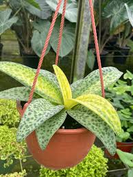 Image result for Ledebouria Unidentified sp. no2.