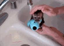 Bath care for baby monkeys. Bath Time For Baby Monkey Animals Know Your Meme