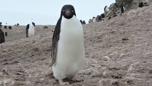 We did not find results for: Animals Plants Threatened By Decreasing Antarctic Ice