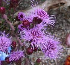 Image result for Pycnostachys schliebenii