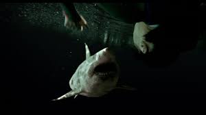 Check spelling or type a new query. 47 Meters Down Uncaged 2019 Exclusive World Trailer Premiere Hd Youtube