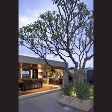 A Large Frangipani Tree Creates A Centrepiece In The Courtyard Home Garden Design Penthouse Garden Modern Garden