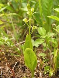 Image result for Liparis