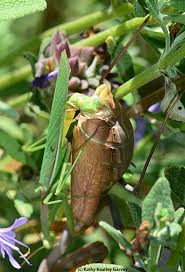 The skin they are in the most recognizable feature of a reptile is its scaly skin. Oh The Life Of A Praying Mantis Bug Squad Anr Blogs