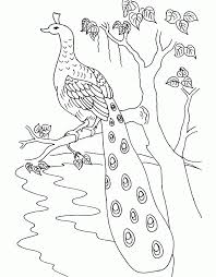 Peacock with hearts coloring page. Coloring Pages Peacock Coloring Home