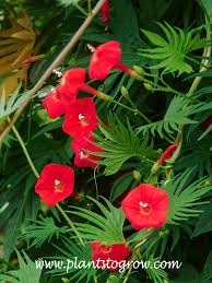 Image result for Ipomoea hochstetteri