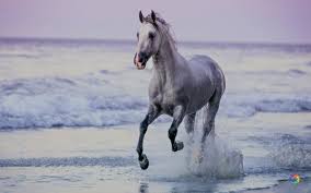 Download Nature Horse Full Hd Wallpapers 4k Hd Widescreen Wallpaper Or High Definition Widescreen Wallpapers Fro Full Hd Wallpaper Hd Wallpaper 4k Hd Wallpaper