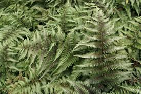 Image result for Athyrium annae