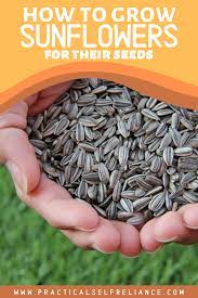How To Grow Sunflowers For Seeds Growing Sunflowers Growing Seeds Planting Sunflower Seeds