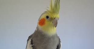 See full list on dogscatspets.org Cockatiel Advice And First Aid 101 Parrot Behaviour