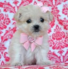 Light colors are most commonly seen.their beautiful coat is usually soft and fluffy, slight wave to curl depending on genetics. 10 Puppiess Ideas Puppies Teacup Puppies Cute Dogs