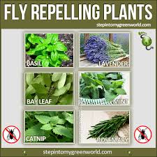 Fly Repelling Plants Png 602 602 Pixels Plants That Repel Flies Plants Plants That Repel Bugs