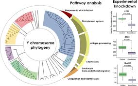 human y chromosome exerts pleiotropic effects on