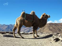 The camel has been nicknamed the ship of the desert, so the collective noun which can be used for a number of camels can be fleet. Camel Pictures And Facts Bactrian Camels