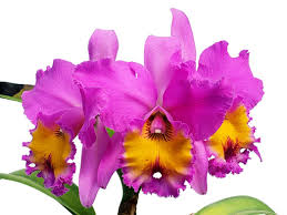 Image result for Bonatea pulchella