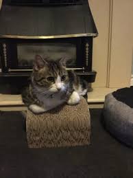 Buy chaise longues and get the best deals at the lowest prices on ebay! Just For Kitten Chaise Catnip Cat Scratcher Pets At Home