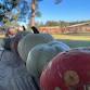 A Lively Pumpkin Patch - 840 Co Rd 4900 Event Image