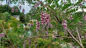 Image result for Indigofera lydenburgensis