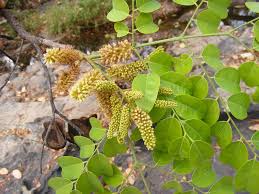 Image result for Erythrophleum