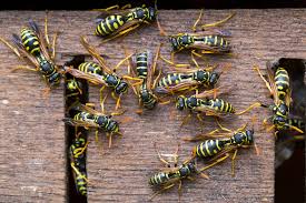 How Long Do Black Wasp Live? - Quora