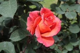 LE ROSE PIU' BELLE E PROFUMATE DEL MONDO (FOTO)