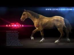 Configuracion Youtube In 2020 Horses Animated Animals Motion Capture