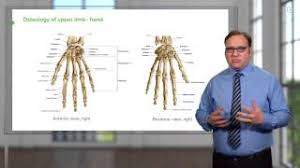 There are several major structures of the penis: The Male Reproductive System Teachmeanatomy