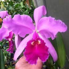 Image result for Cavacoa aurea