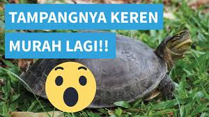 Kuya Batok Si Kura Kura Unik Yang Berasal Dari Ambon Kura Kura Video